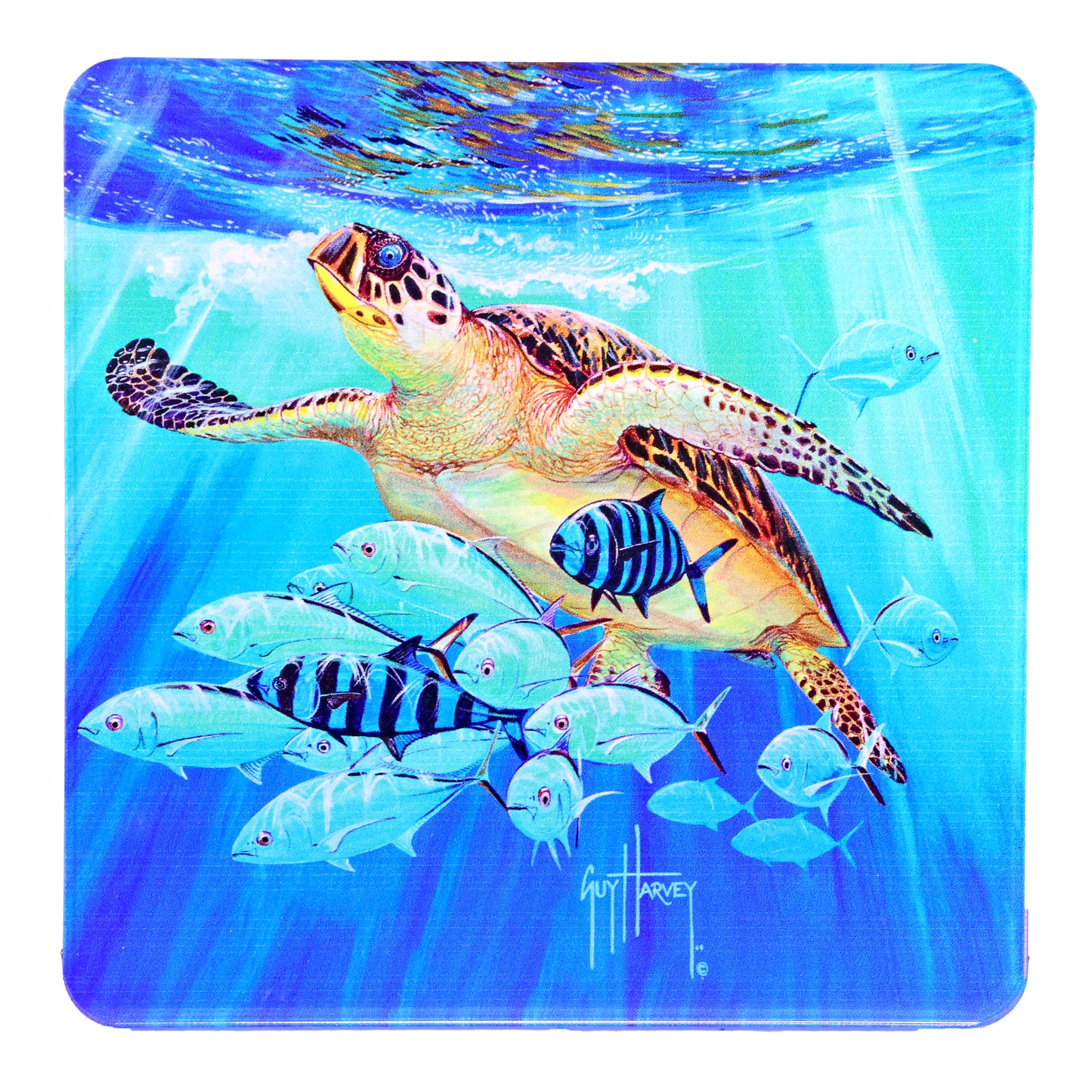 Guy Harvey Sea Turtles Square Coasters (Set of 4)