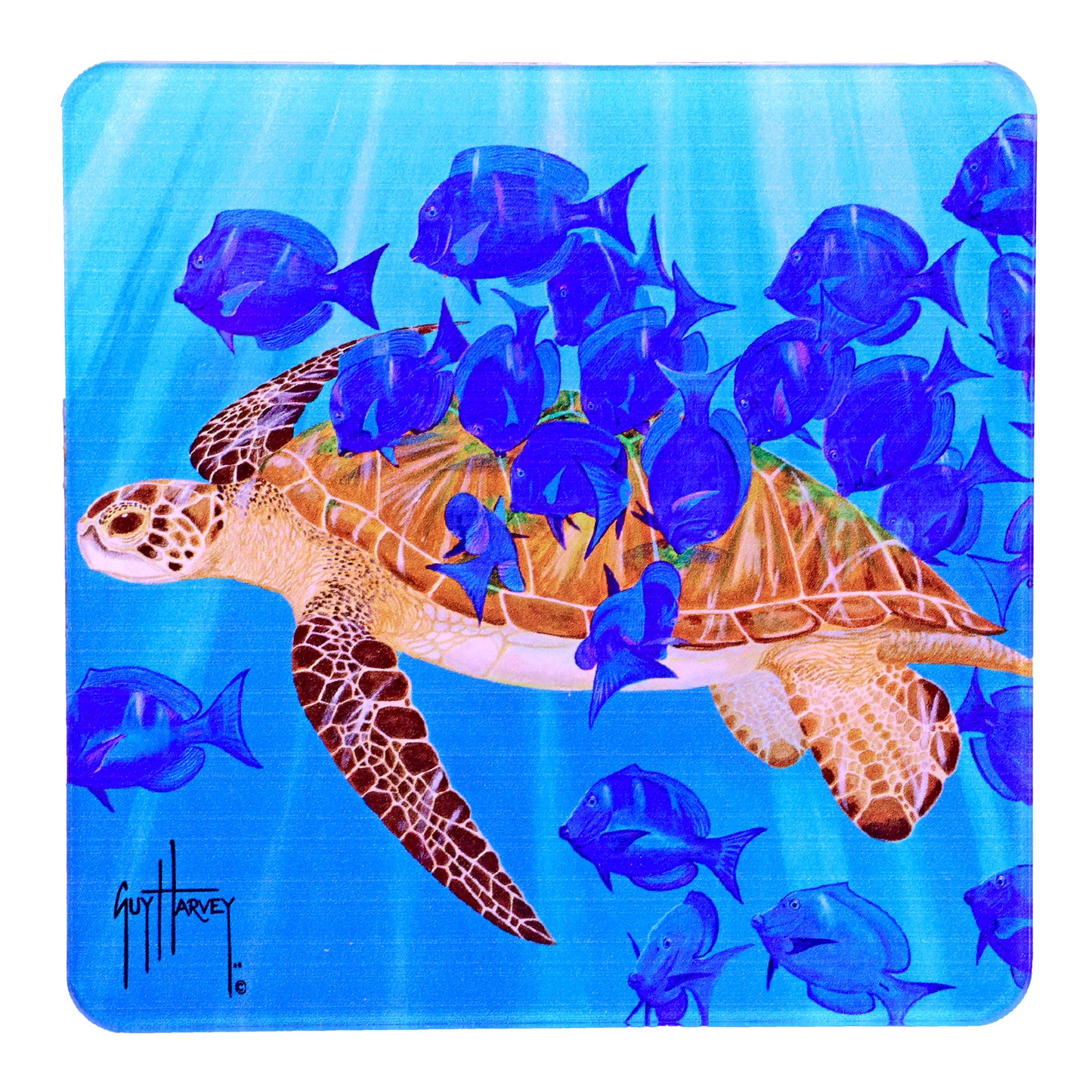 Guy Harvey Sea Turtles Square Coasters (Set of 6)