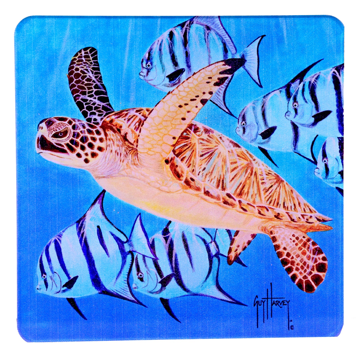 Guy Harvey Sea Turtles Square Coasters (Set of 6)