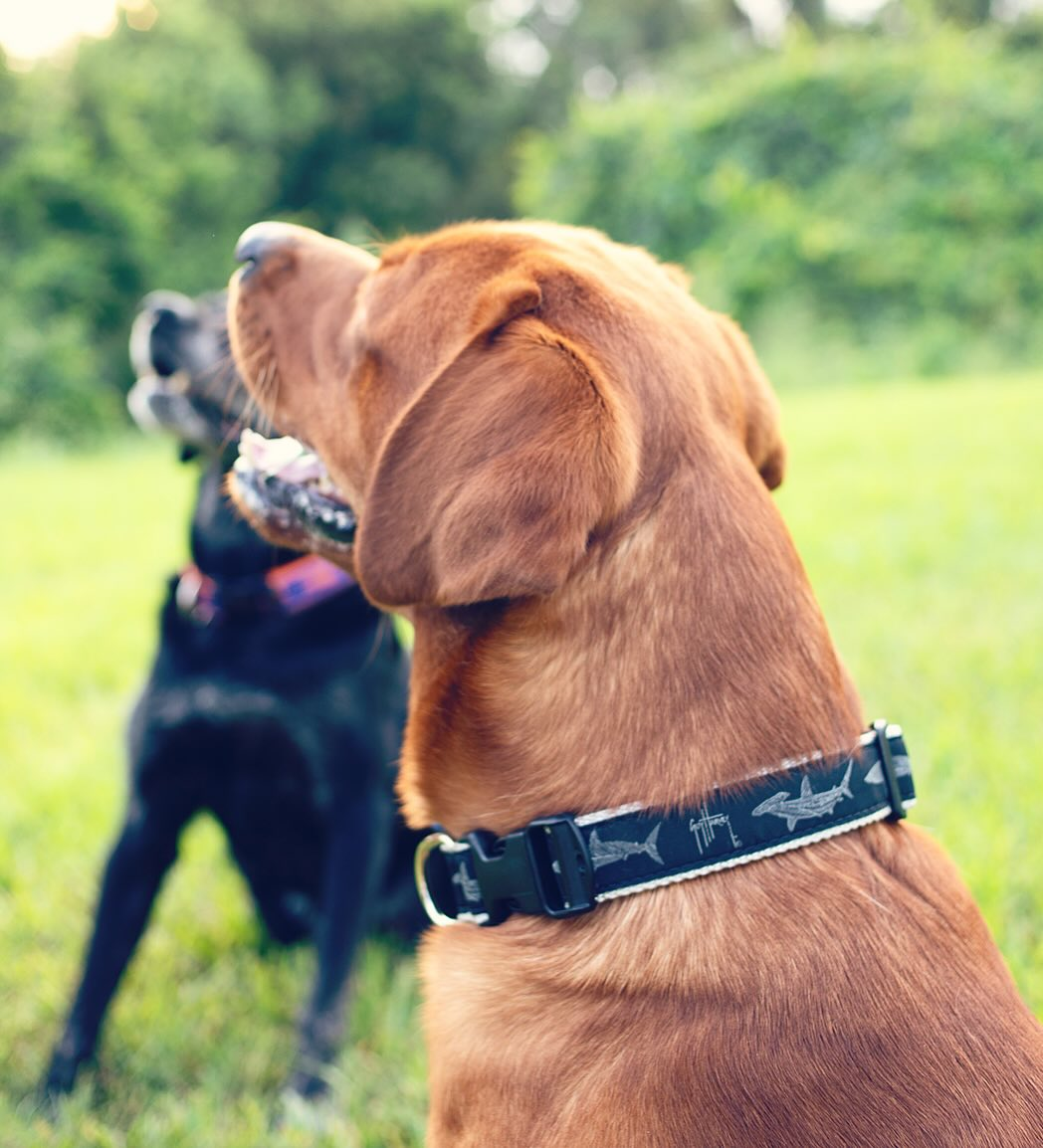 Guy Harvey Dog Collars