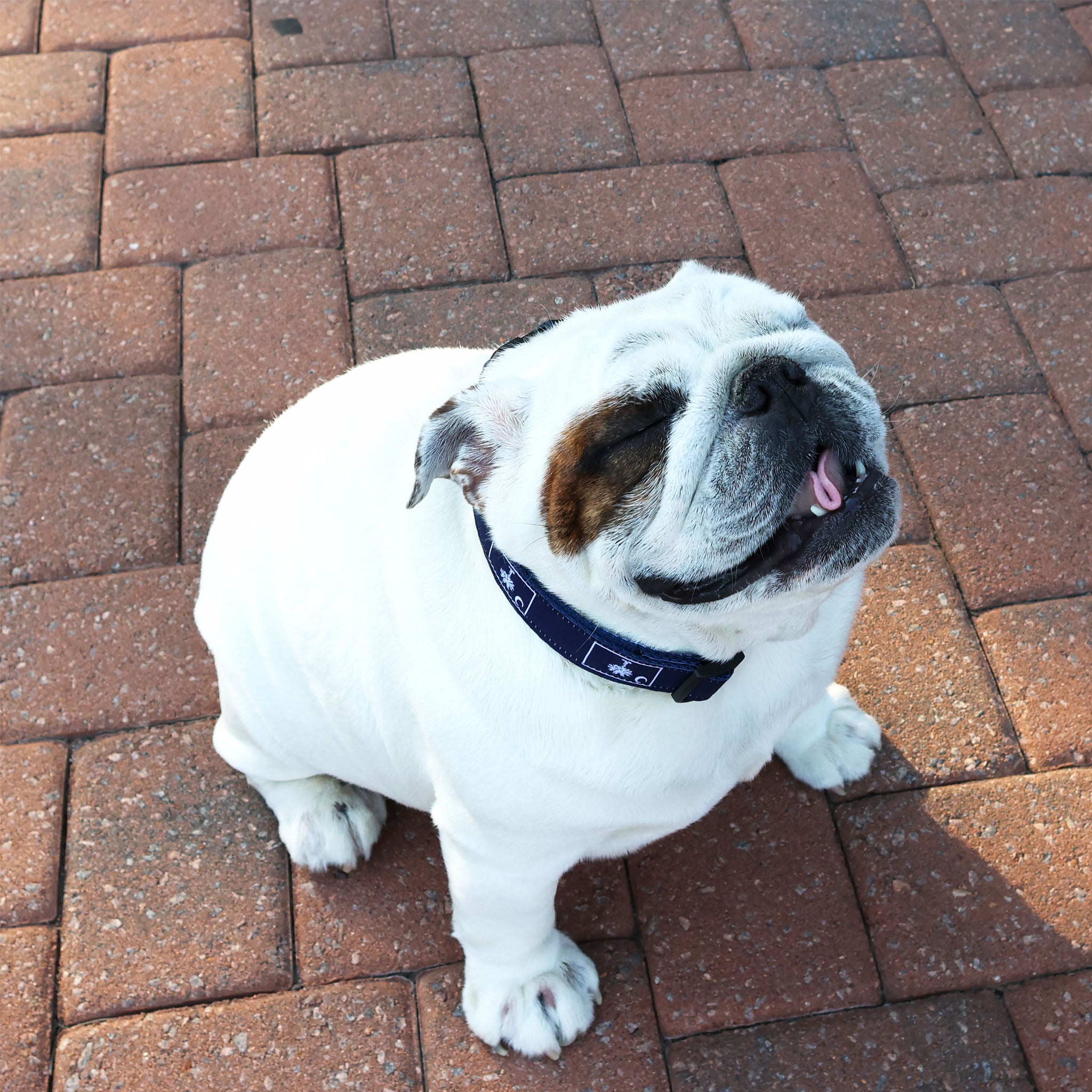 SoliVisk Dog Collars